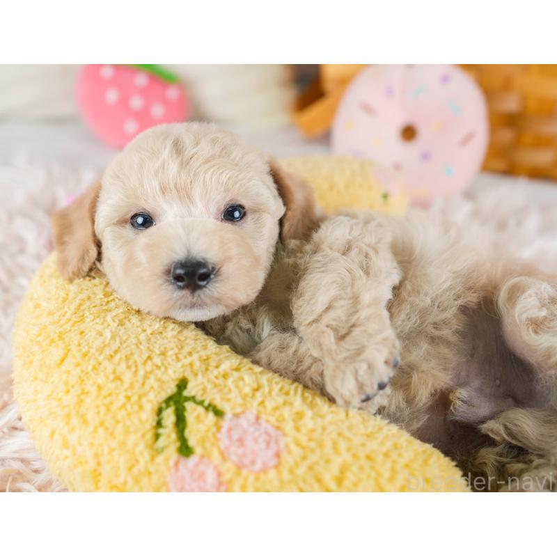 販売中の埼玉県のビションプー:ビションフリーゼ×トイプードル-434900の3枚目