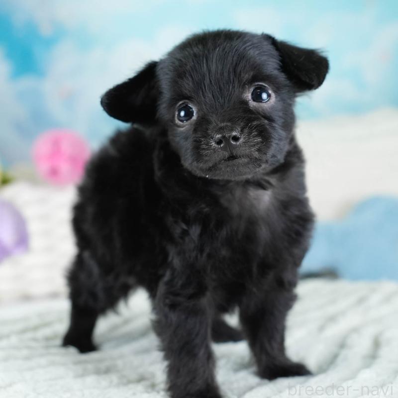 販売中の埼玉県のチワプー:チワワ×トイプードル-434888