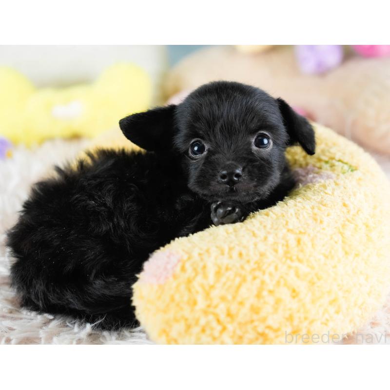 販売中の埼玉県のチワプー:チワワ×トイプードル-434888の11枚目