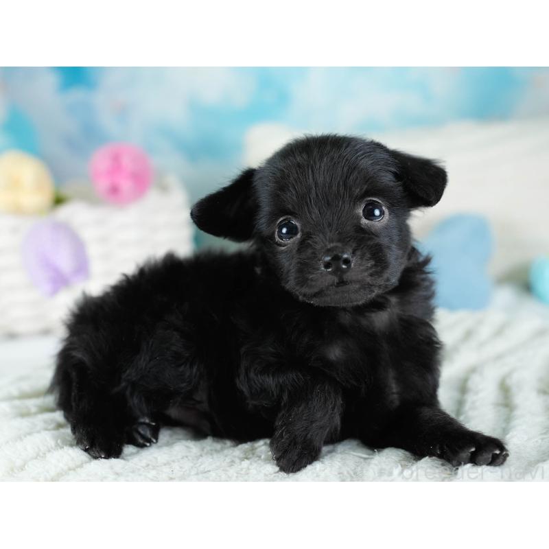 販売中の埼玉県のチワプー:チワワ×トイプードル-434888の6枚目