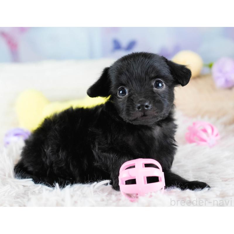 販売中の埼玉県のチワプー:チワワ×トイプードル-434888の3枚目