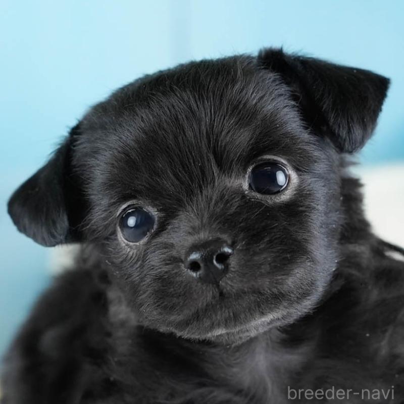 販売中の埼玉県のチワプー:チワワ×トイプードル-434886