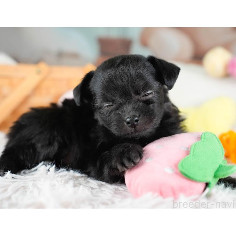 販売中の埼玉県のチワプー:チワワ×トイプードル-434886の7枚目