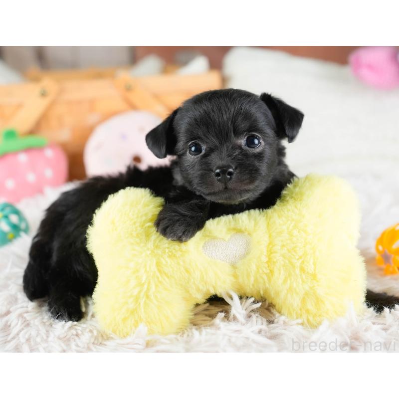 販売中の埼玉県のチワプー:チワワ×トイプードル-434886の3枚目