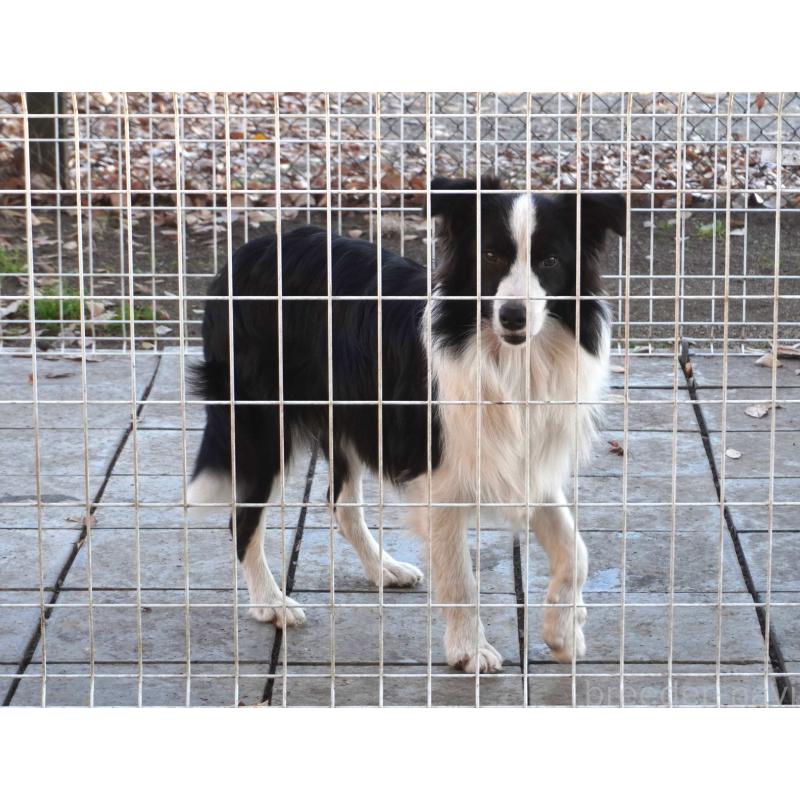 販売中の栃木県のボーダーコリー-434548の5枚目