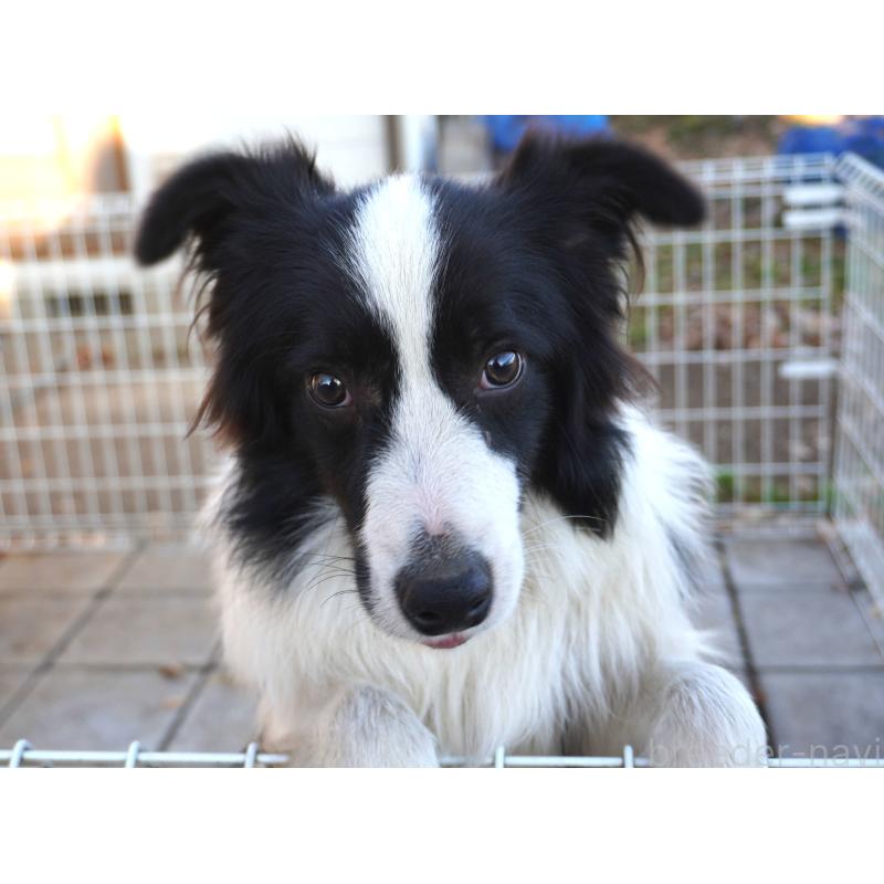 販売中の栃木県のボーダーコリー-434548の4枚目