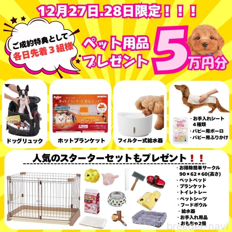 販売中の静岡県のトイプードル-431409の4枚目