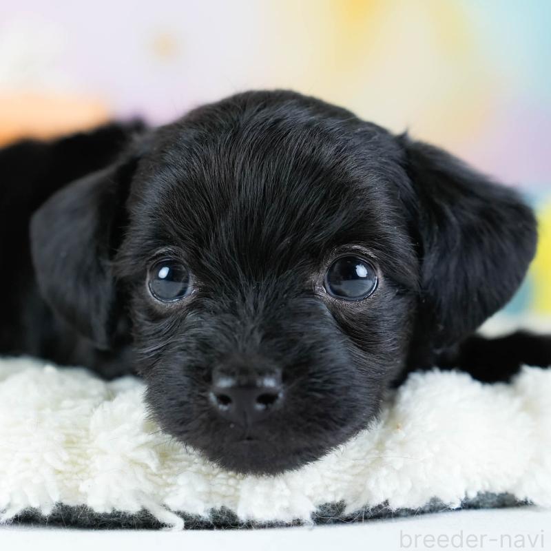 販売中の埼玉県のチワプー:チワワ×トイプードル-434882の1枚目