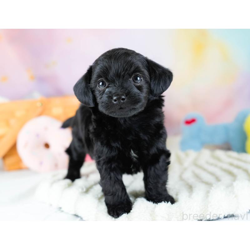 販売中の埼玉県のチワプー:チワワ×トイプードル-434882の11枚目