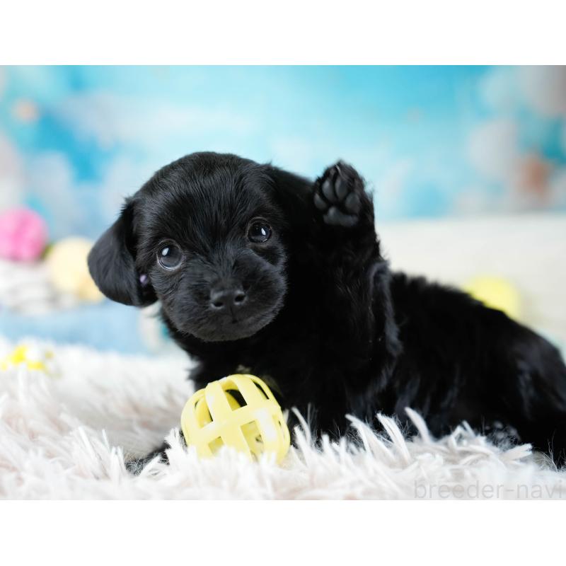 販売中の埼玉県のチワプー:チワワ×トイプードル-434882の10枚目