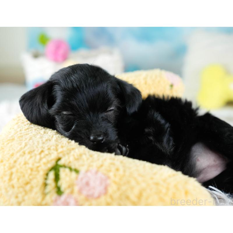 販売中の埼玉県のチワプー:チワワ×トイプードル-434882の9枚目