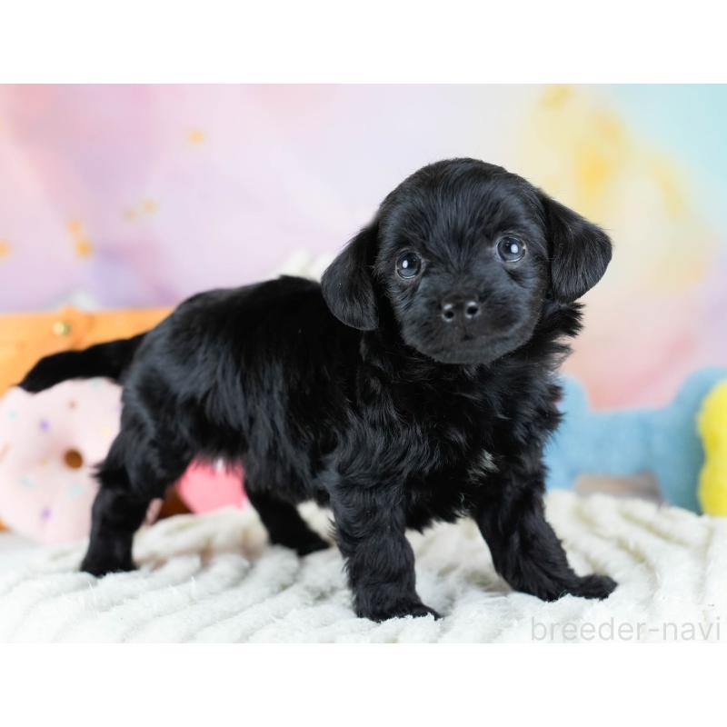 販売中の埼玉県のチワプー:チワワ×トイプードル-434882の7枚目