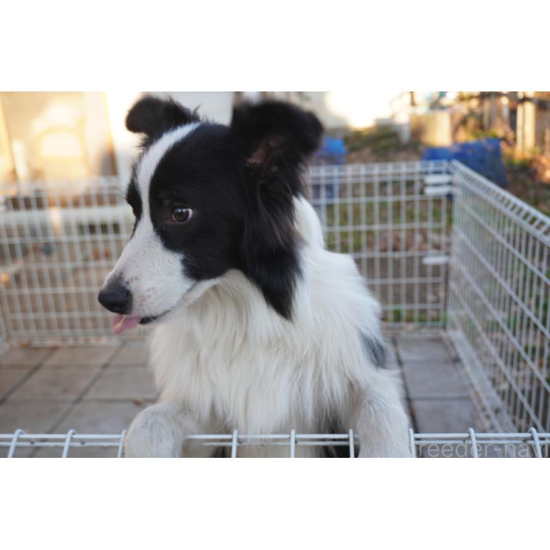 販売中の栃木県のボーダーコリー-434548の3枚目