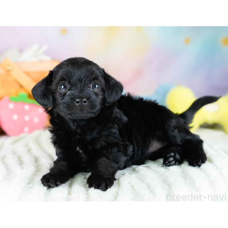 販売中の埼玉県のチワプー:チワワ×トイプードル-434882の5枚目