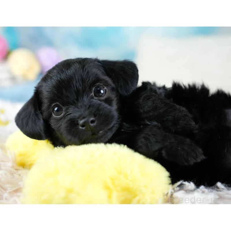 販売中の埼玉県のチワプー:チワワ×トイプードル-434882の4枚目