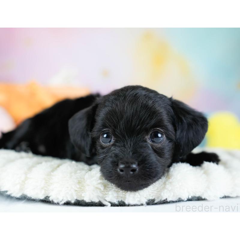 販売中の埼玉県のチワプー:チワワ×トイプードル-434882の3枚目