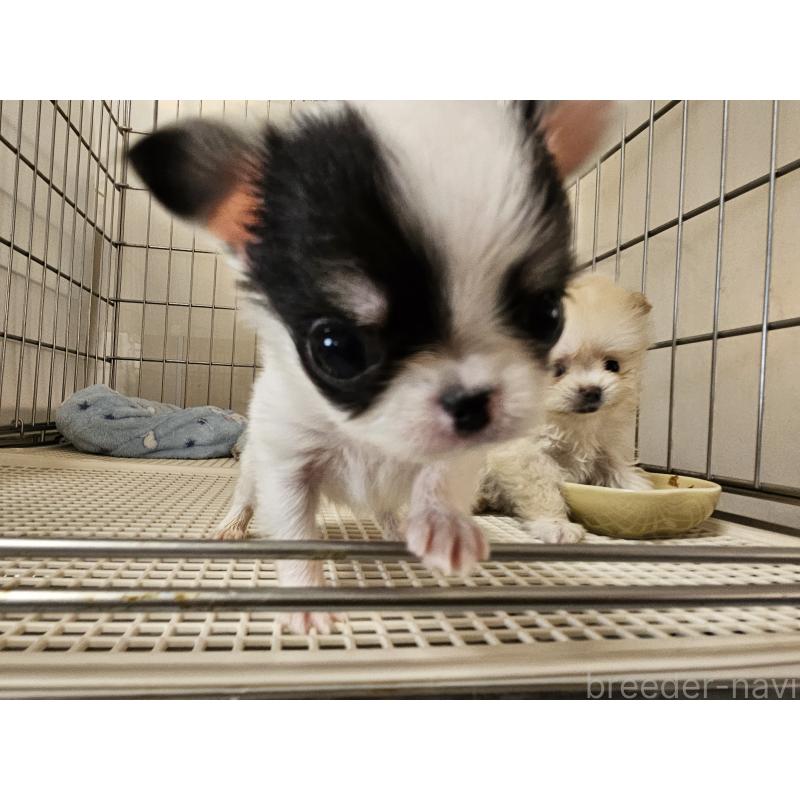 販売中の愛知県のチワワ(ロングコート)-434545の6枚目