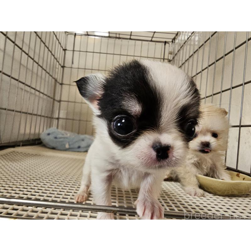 販売中の愛知県のチワワ(ロングコート)-434545の5枚目