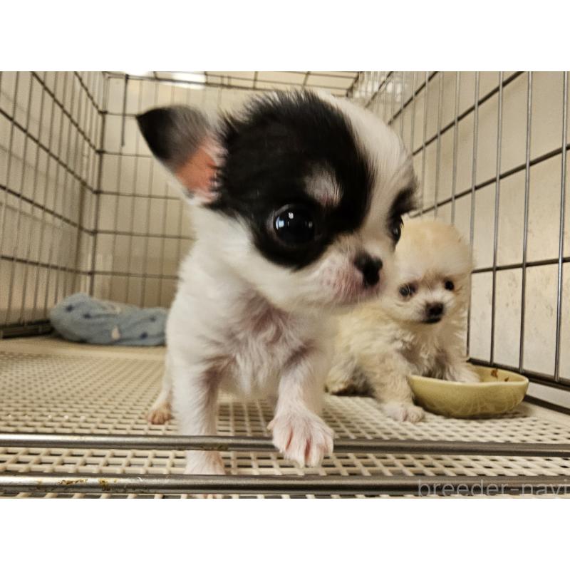 販売中の愛知県のチワワ(ロングコート)-434545の4枚目