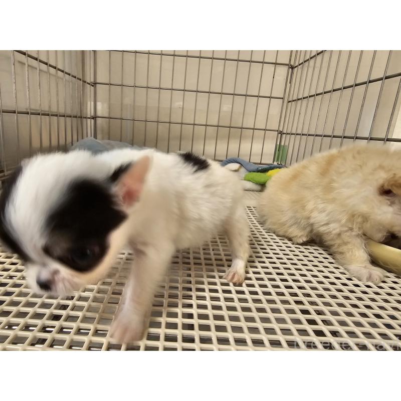 販売中の愛知県のチワワ(ロングコート)-434545の2枚目