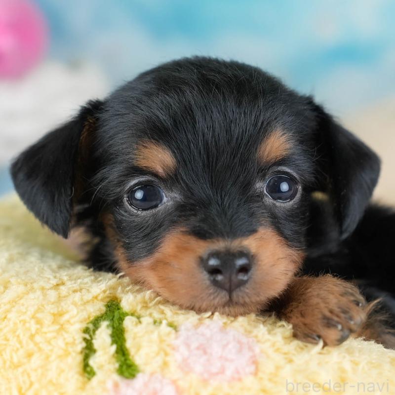 販売中の埼玉県のチワプー:チワワ×トイプードル-434881