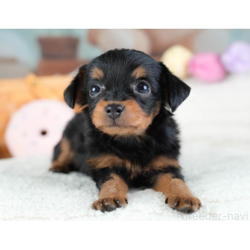 販売中の埼玉県のチワプー:チワワ×トイプードル-434881の11枚目