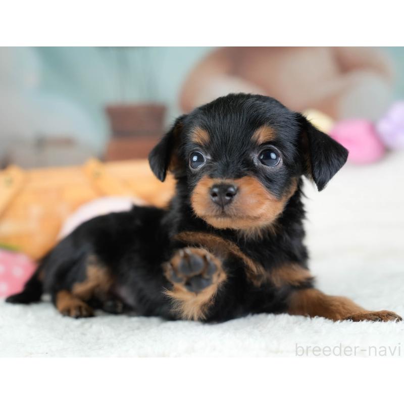 販売中の埼玉県のチワプー:チワワ×トイプードル-434881の10枚目