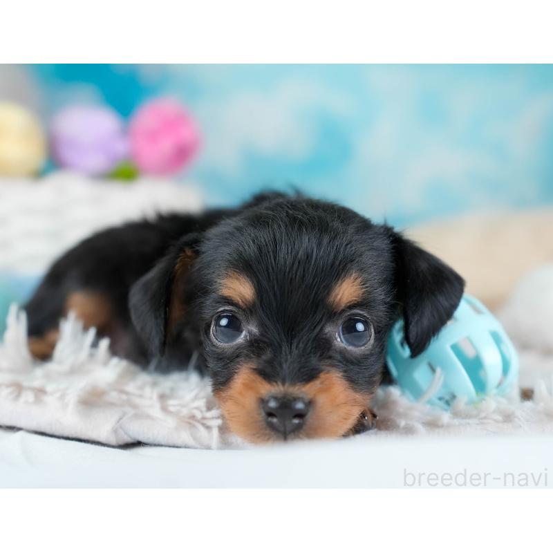 販売中の埼玉県のチワプー:チワワ×トイプードル-434881の8枚目