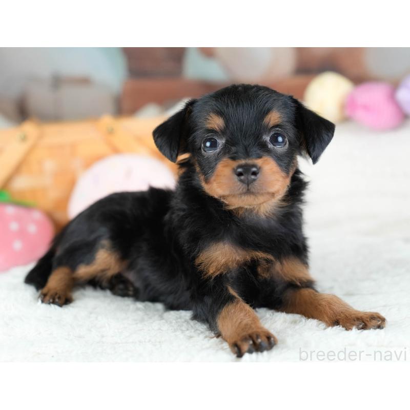 販売中の埼玉県のチワプー:チワワ×トイプードル-434881の7枚目