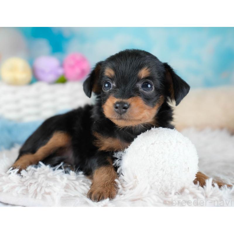 販売中の埼玉県のチワプー:チワワ×トイプードル-434881の6枚目