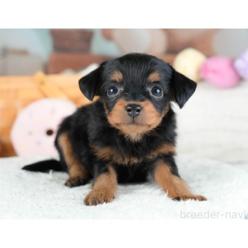 販売中の埼玉県のチワプー:チワワ×トイプードル-434881の5枚目