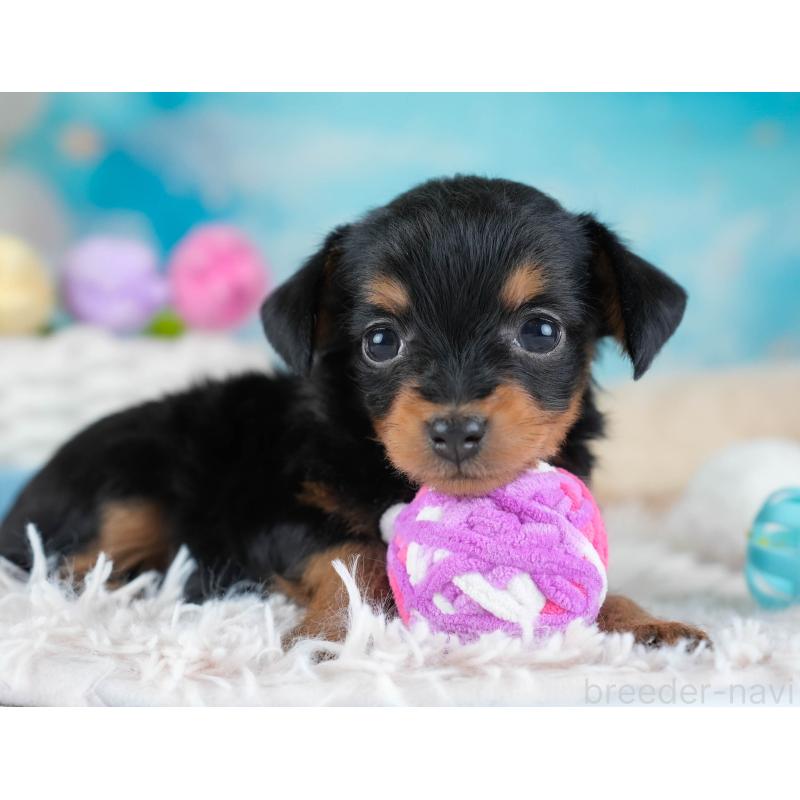 販売中の埼玉県のチワプー:チワワ×トイプードル-434881の3枚目