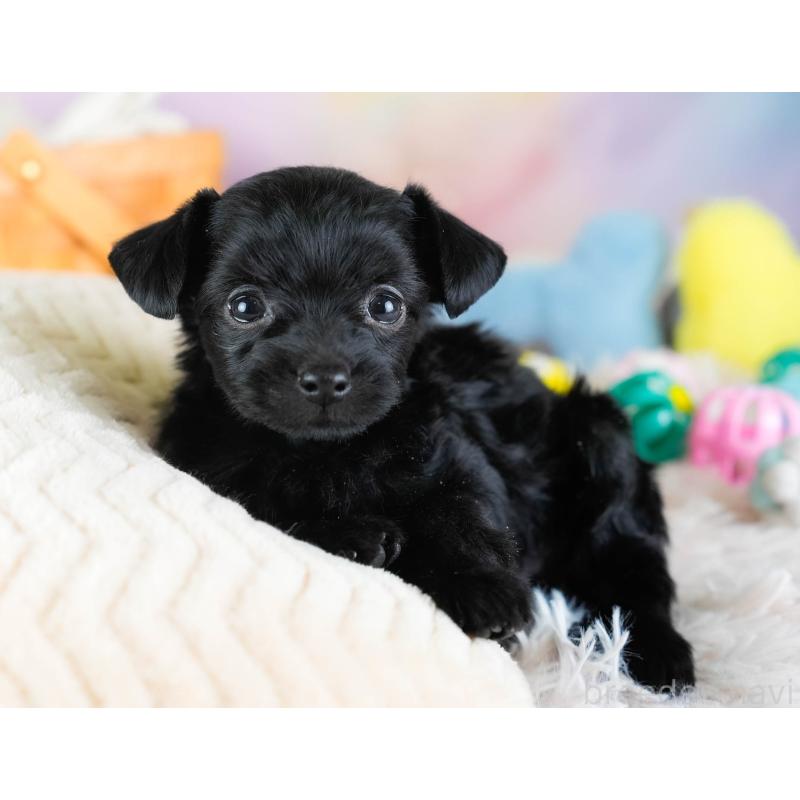 販売中の埼玉県のチワプー:チワワ×トイプードル-434879の11枚目