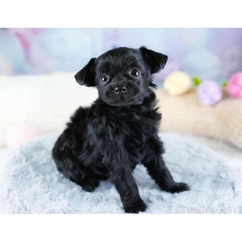 販売中の埼玉県のチワプー:チワワ×トイプードル-434879の10枚目