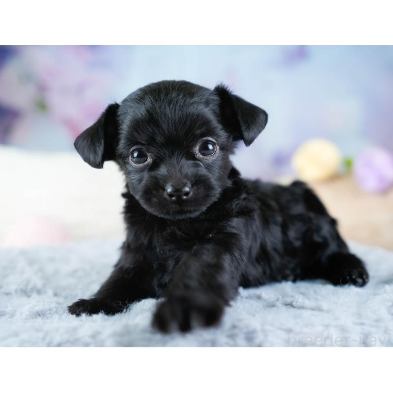 販売中の埼玉県のチワプー:チワワ×トイプードル-434879の9枚目