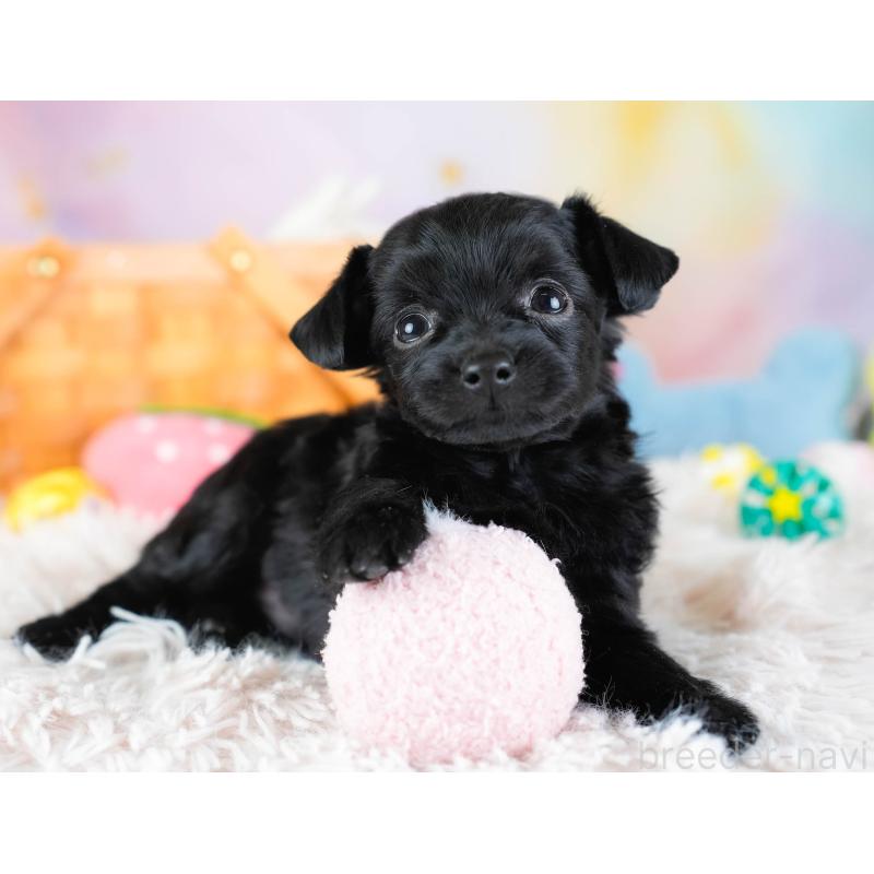 販売中の埼玉県のチワプー:チワワ×トイプードル-434879の8枚目