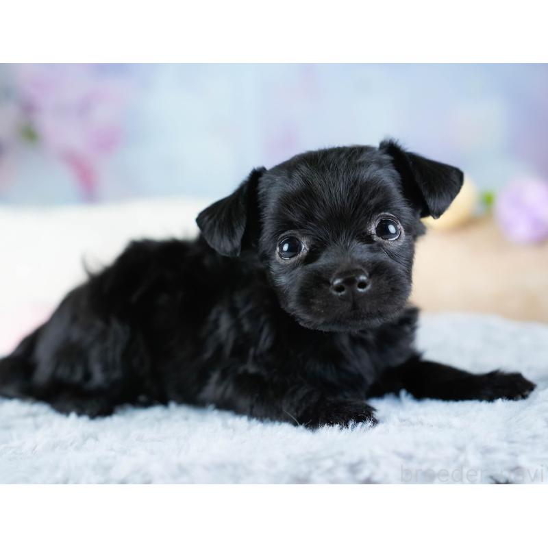 販売中の埼玉県のチワプー:チワワ×トイプードル-434879の7枚目