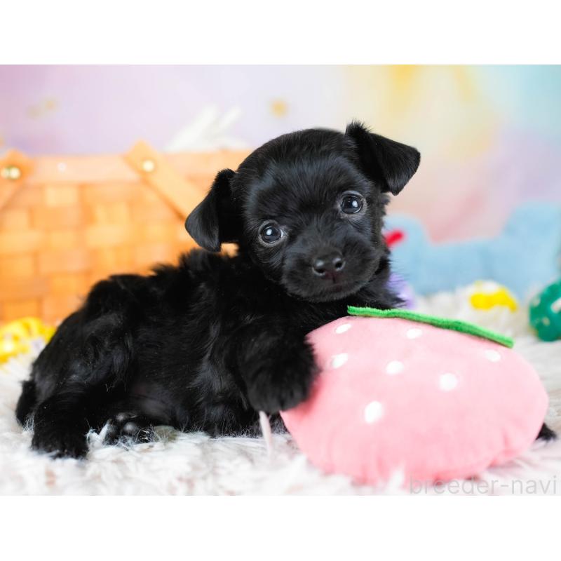 販売中の埼玉県のチワプー:チワワ×トイプードル-434879の6枚目