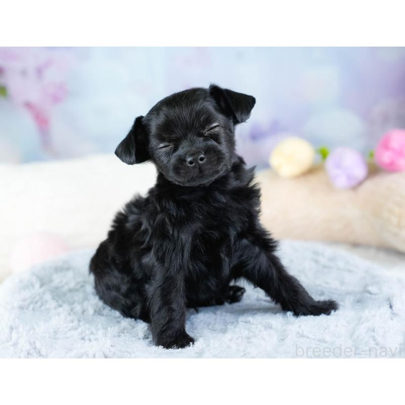 販売中の埼玉県のチワプー:チワワ×トイプードル-434879の5枚目