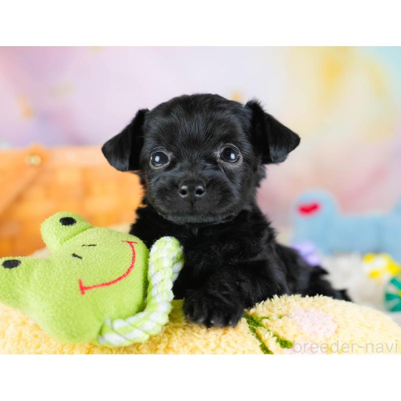 販売中の埼玉県のチワプー:チワワ×トイプードル-434879の4枚目