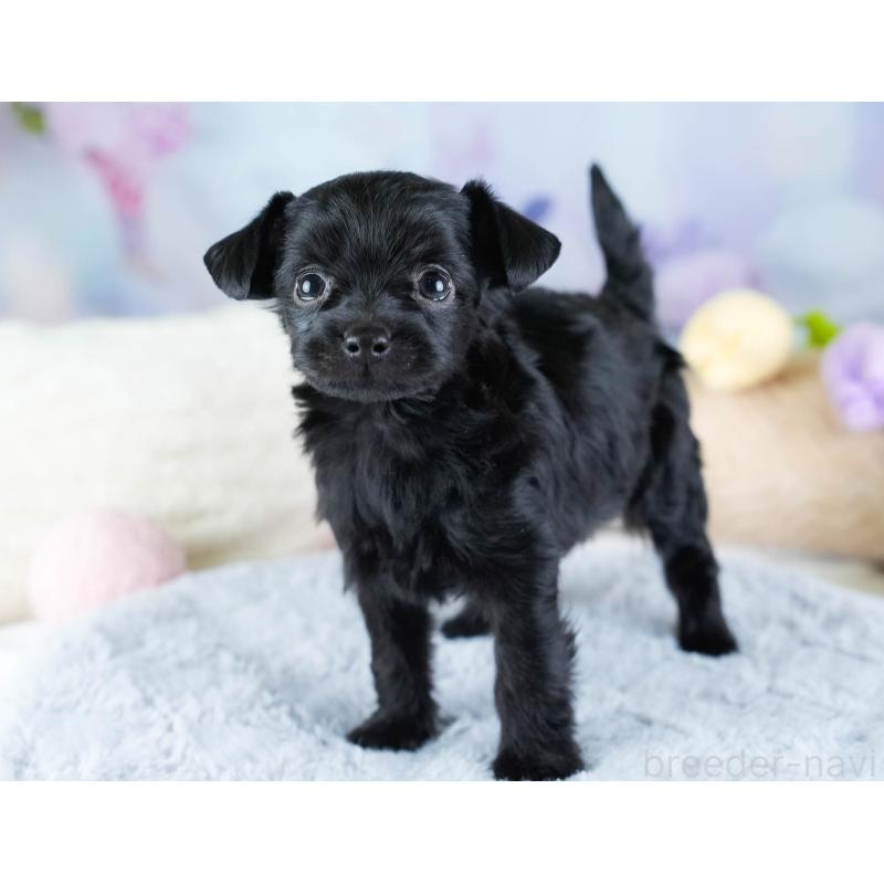 販売中の埼玉県のチワプー:チワワ×トイプードル-434879の3枚目