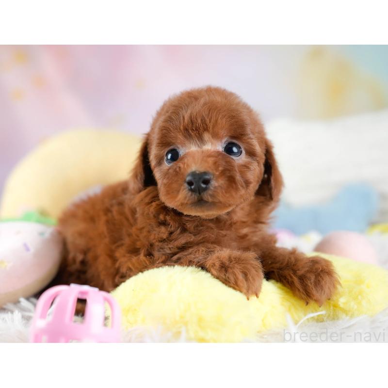 販売中の埼玉県のトイプードル-434878の11枚目