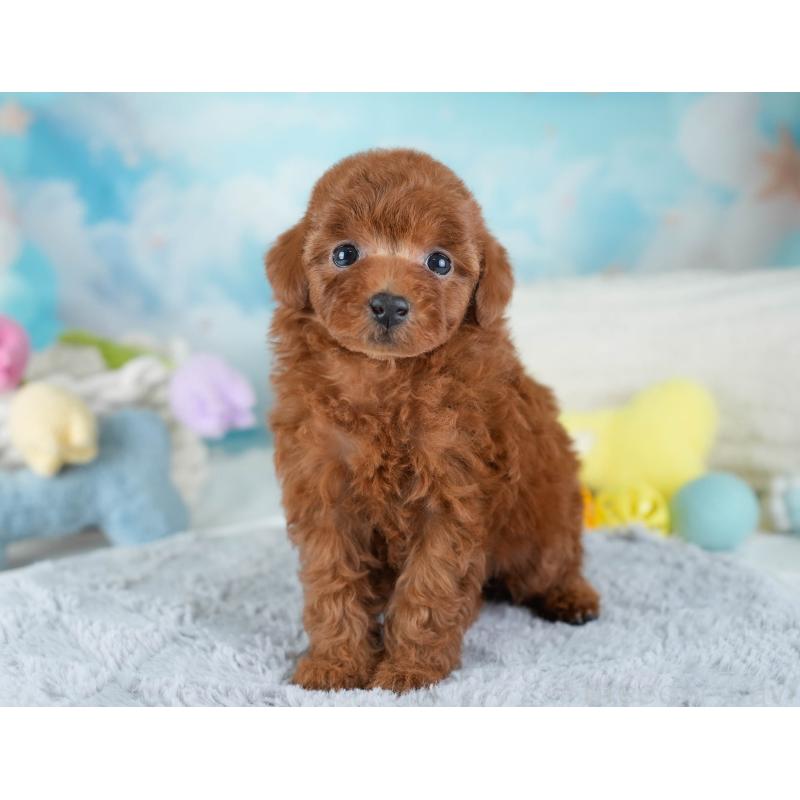 販売中の埼玉県のトイプードル-434878の10枚目