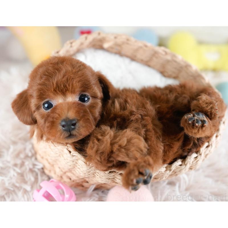 販売中の埼玉県のトイプードル-434878の9枚目