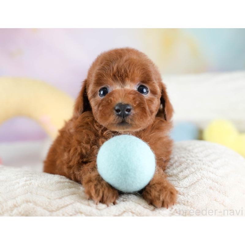 販売中の埼玉県のトイプードル-434878の8枚目