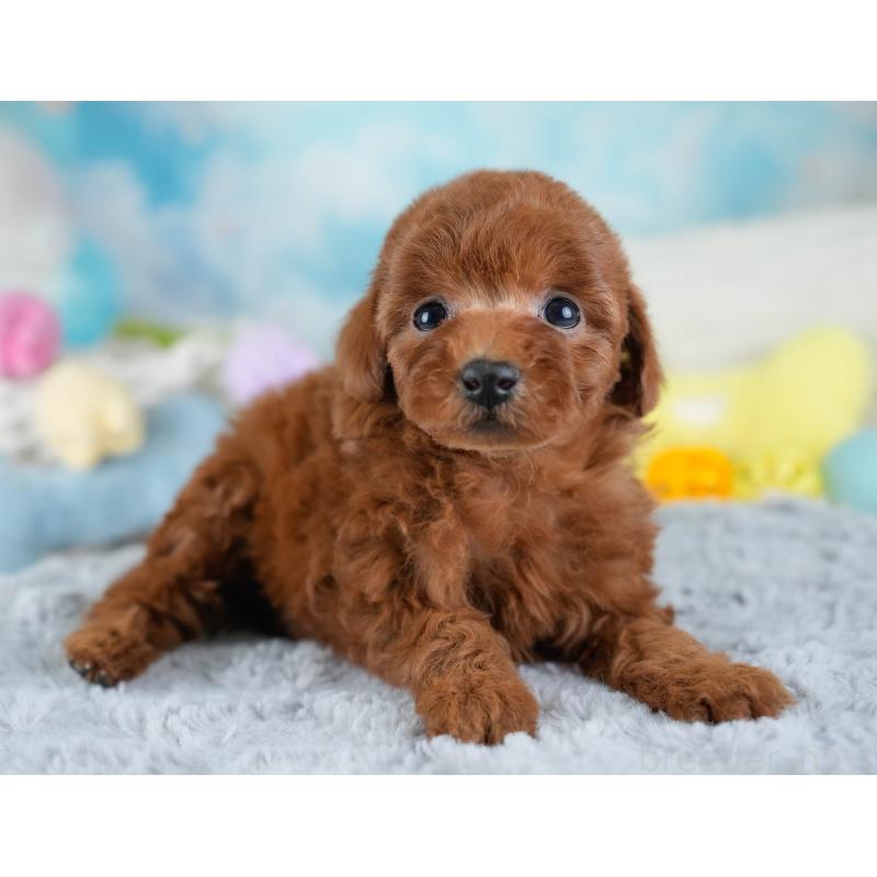 販売中の埼玉県のトイプードル-434878の7枚目