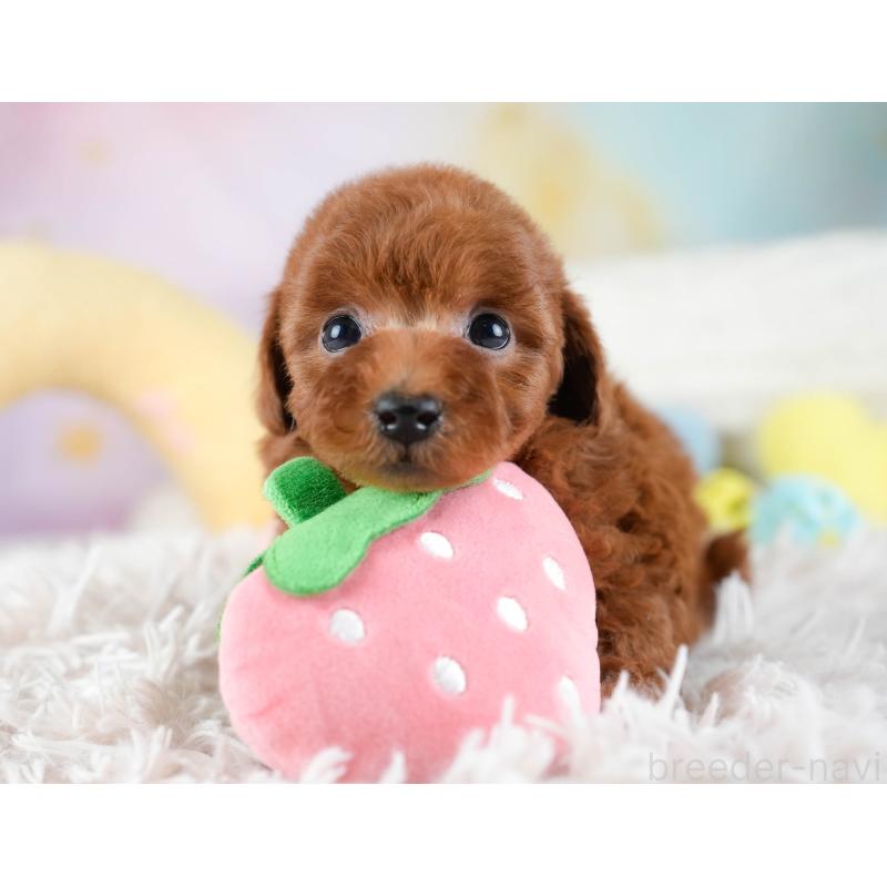 販売中の埼玉県のトイプードル-434878の6枚目