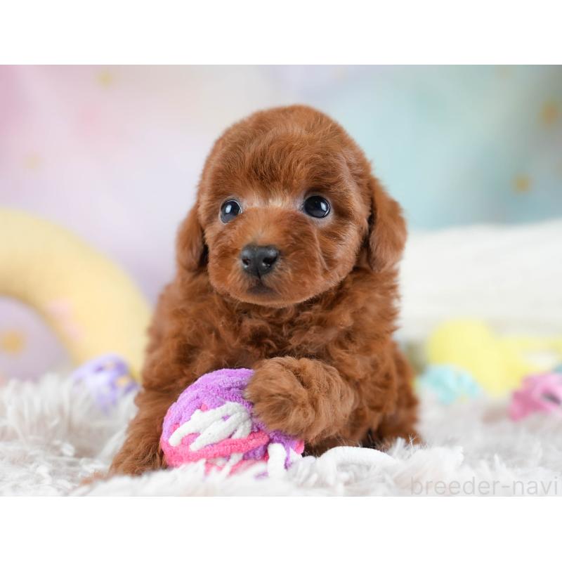 販売中の埼玉県のトイプードル-434878の5枚目