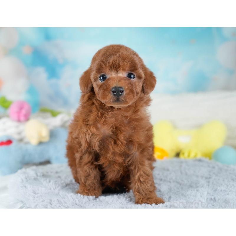 販売中の埼玉県のトイプードル-434878の4枚目