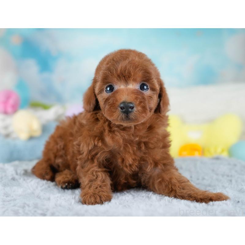 販売中の埼玉県のトイプードル-434878の3枚目